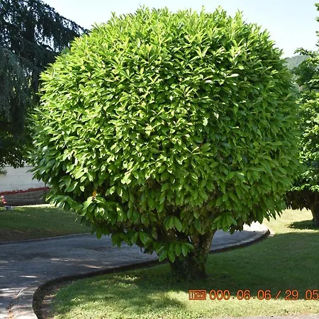 Maraba *